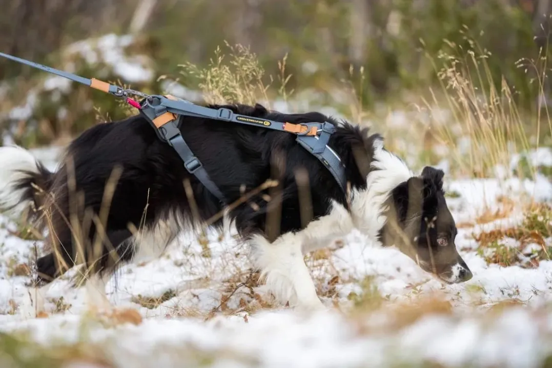 Seleverkstedet Trekreg dog harness Grå/brun