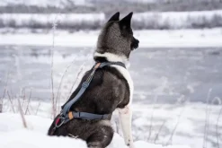 Seleverkstedet Trekreg dog harness Grå/brun