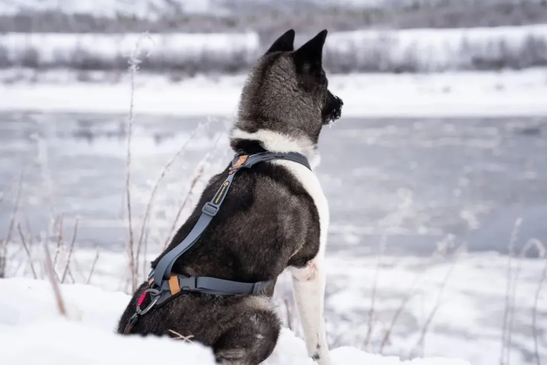 Seleverkstedet Trekreg dog harness Grå/brun