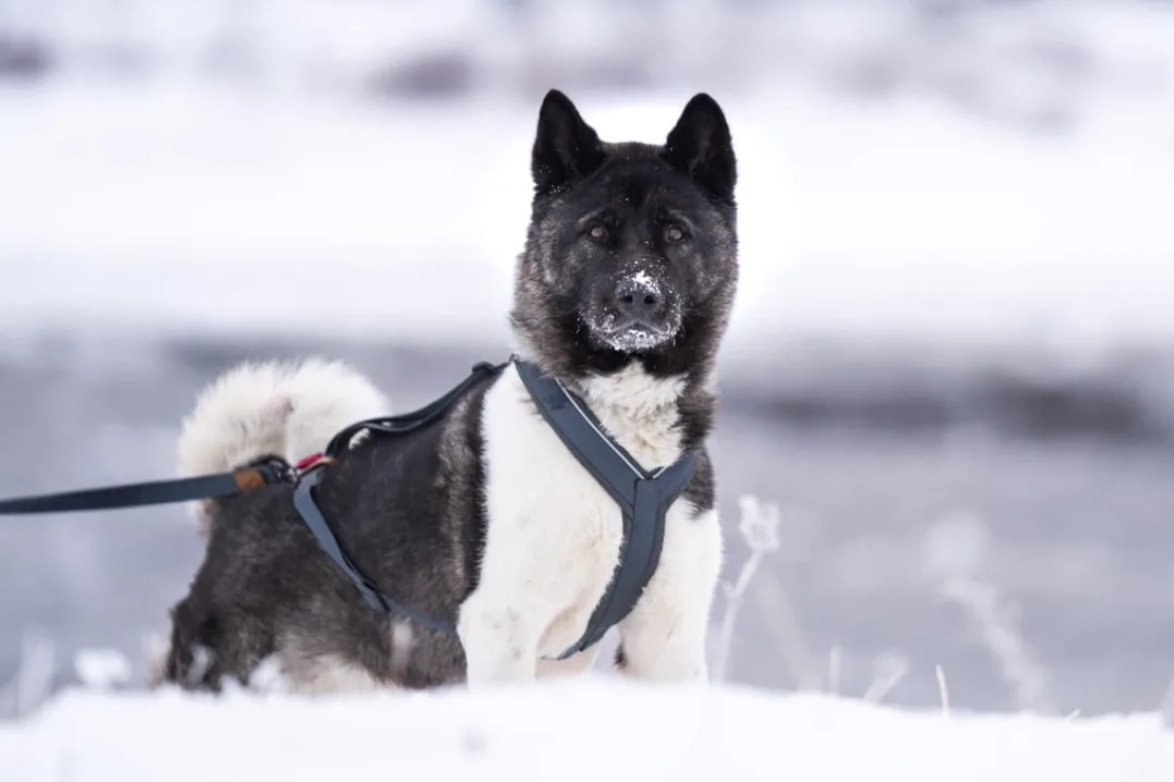 Seleverkstedet Trekreg dog harness Grå/brun XXS