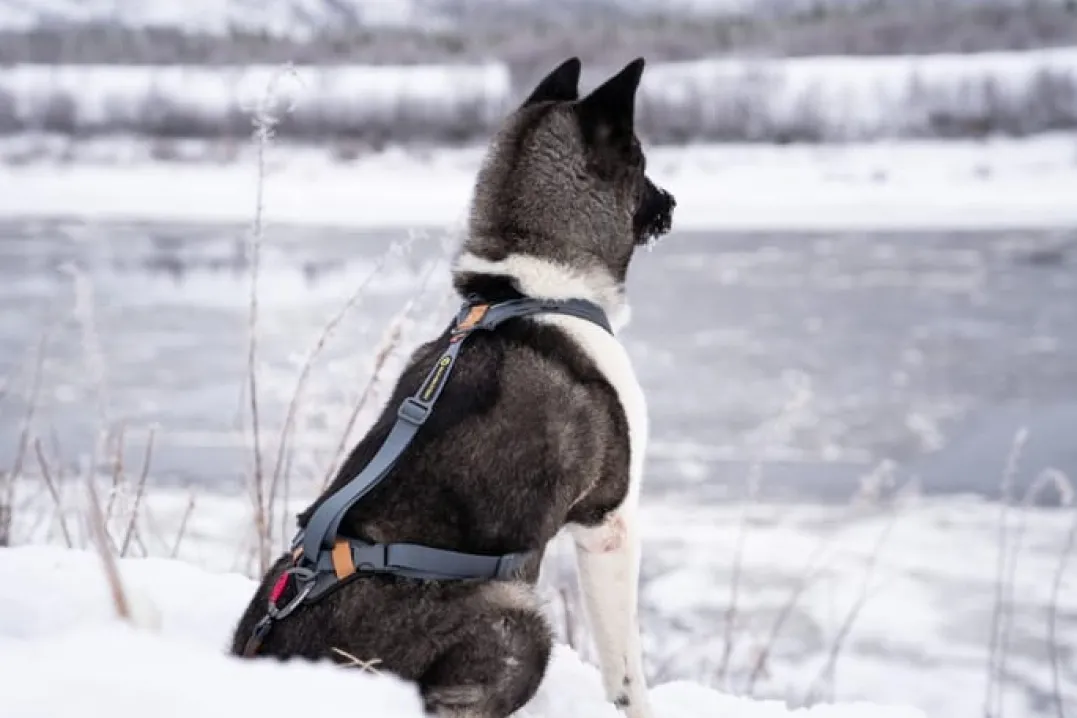 Seleverkstedet Trekreg dog harness Grå/brun XXS