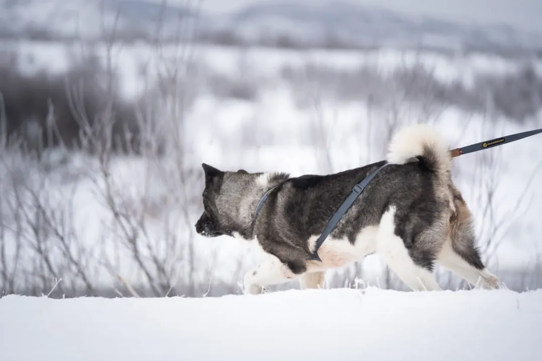 Seleverkstedet Trekreg dog harness Grå/brun XXS