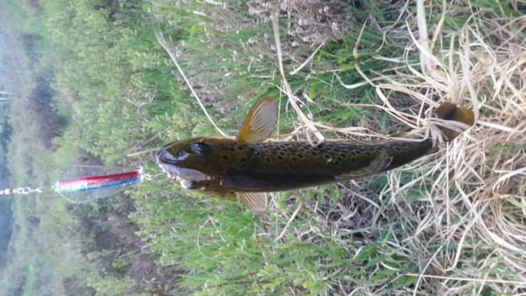 Tasmanian 13,5g N45 Rainbow Trout